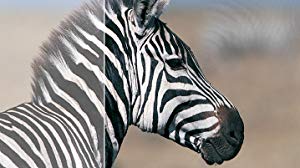 Smart Contrast מסך פיליפס